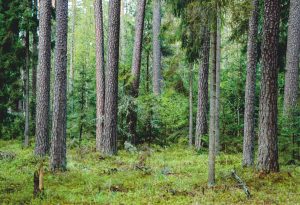 Zdjęcie przedstawia bór mieszany trzcinnikowo-sosnowy. Na pierwszym planie jest zielony mech oraz kilka drzew (widać jednie pieńki) na dalszym planie nieskie zielone drzewa oraz las.