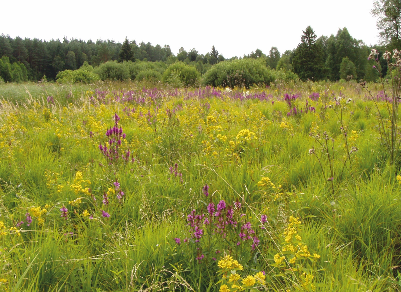 Zdjęcie przedstawia łąkę z żółtymi i fioletowymi kwiatami, w tle zielony las.