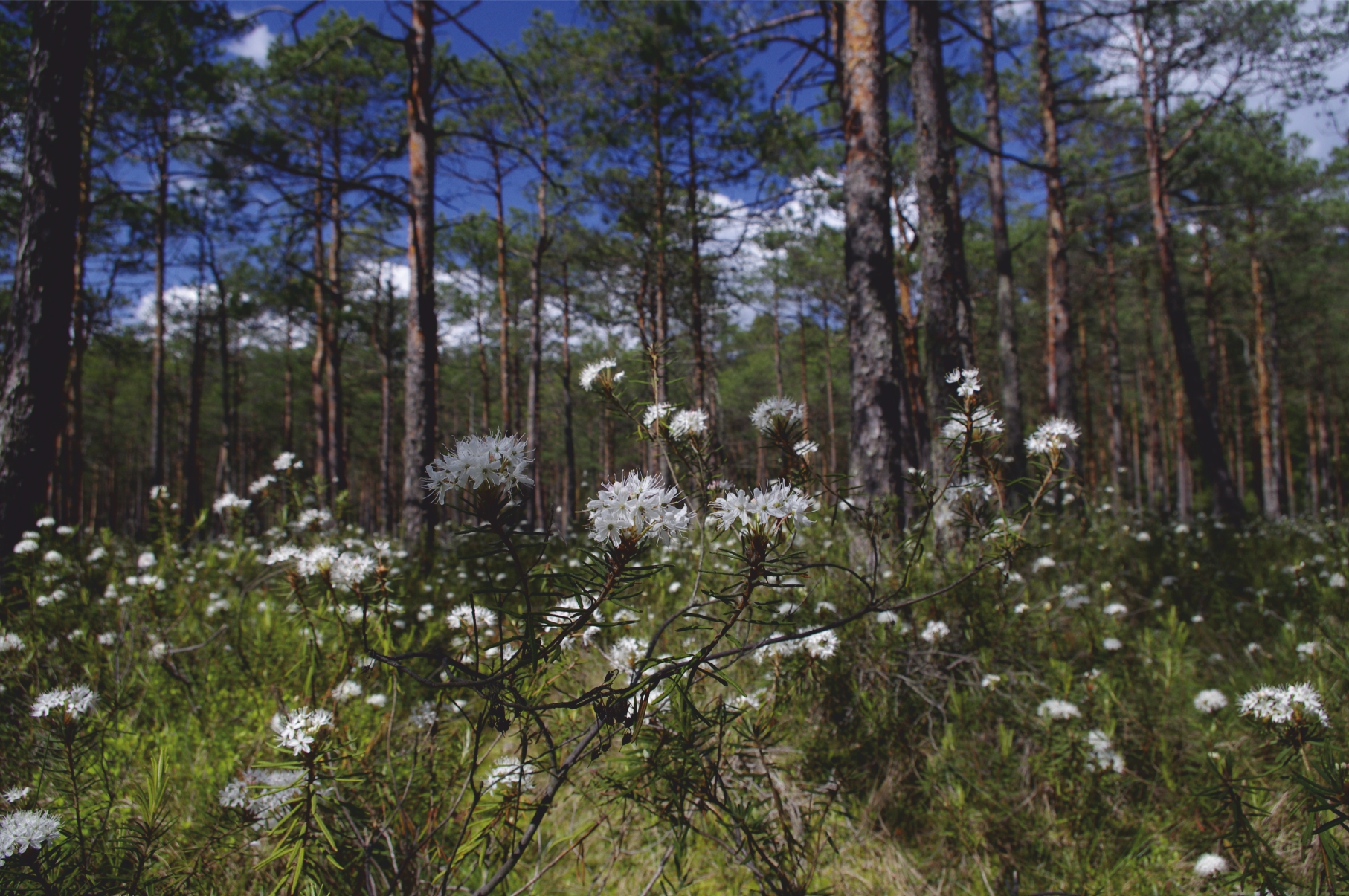 Zdjęcie przedstawia kontynentalny bór bagienny, na pierwszym planie widok na białe kwiaty na lesnej łące w oddali drzewa iglaste rosnące w lesie.