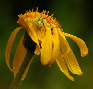 Zdjęcie przedstawia kwiat - Arnikę. Na zielonej łodyszę widać kwiat o długich żółtych płatkach