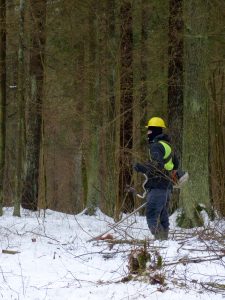 Zdjęcie przedstawia osobę w żółtym kasku pracującą w lesie. Zimowa sceneria.